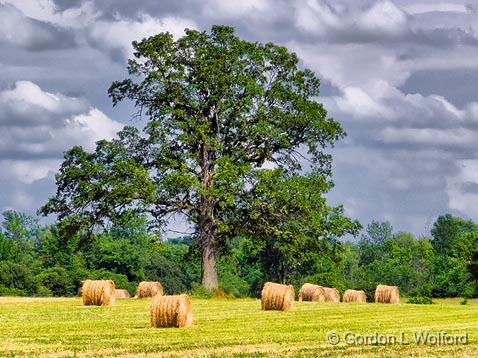 Tree Among Bales_DSCF02025.jpg - Photographed near Perth, Ontario, Canada.